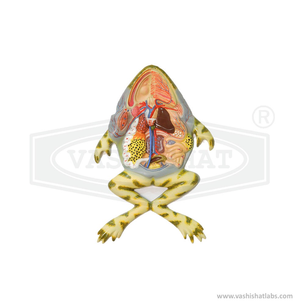  Frog Dissection Model